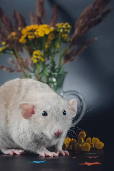 Söt råtta bredvid gula blommor — Stockfoto