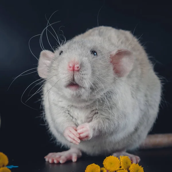 Mignon rat à côté de fleurs jaunes — Photo