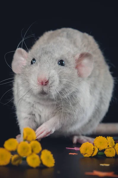 Милий щур поруч з жовтими квітами — стокове фото