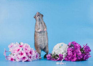 Norveç sıçan taze çiçekler oturuyor