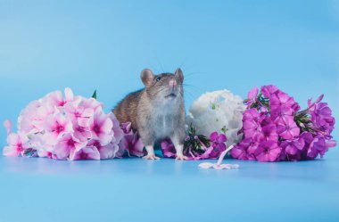 Norveç sıçan taze çiçekler oturuyor