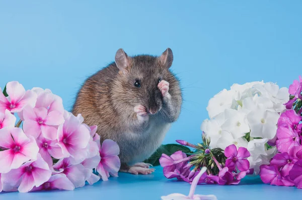 Норвежская крыса сидит в свежих цветах — стоковое фото