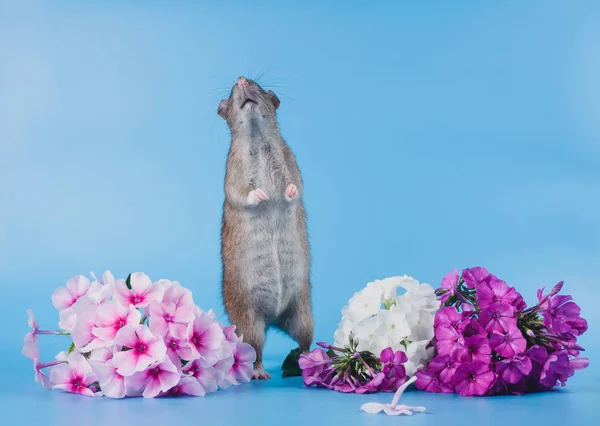Szczur Norwegii siedzi w świeżych kwiatów — Zdjęcie stockowe