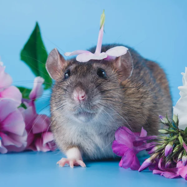 The Norway rat is sitting in fresh flowers — Stock Photo, Image