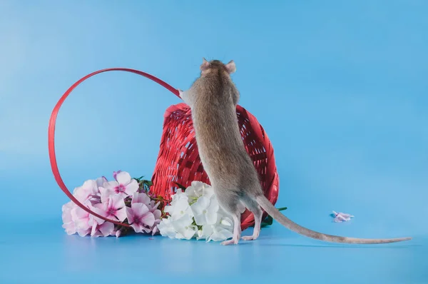 Un petit rat brun avec un panier de fleurs rouges — Photo