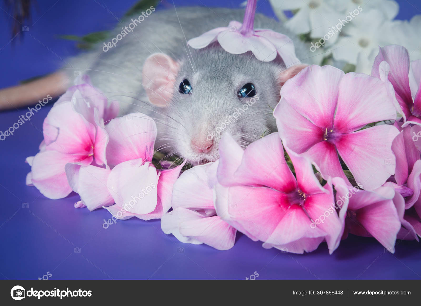 Cute rat with pink flowers ⬇ Stock Photo, Image by © LankaP 307866448