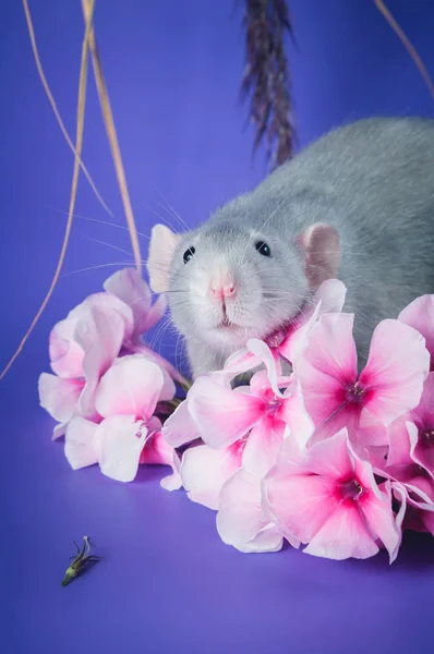 Mignon rat aux fleurs roses — Photo