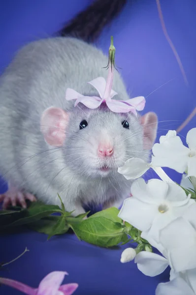 Mignon rat aux fleurs roses — Photo