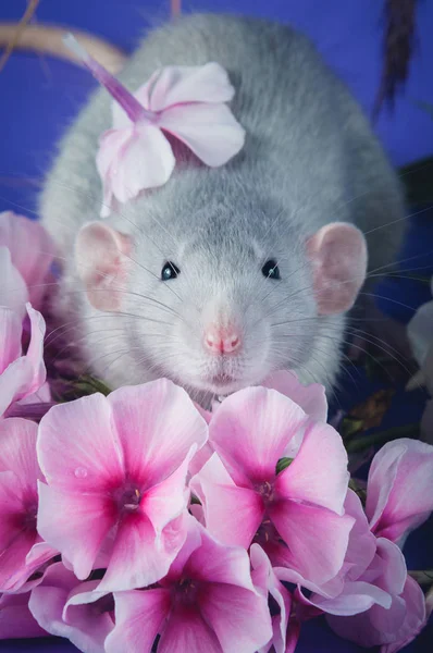 Cute rat z różowymi kwiatami — Zdjęcie stockowe