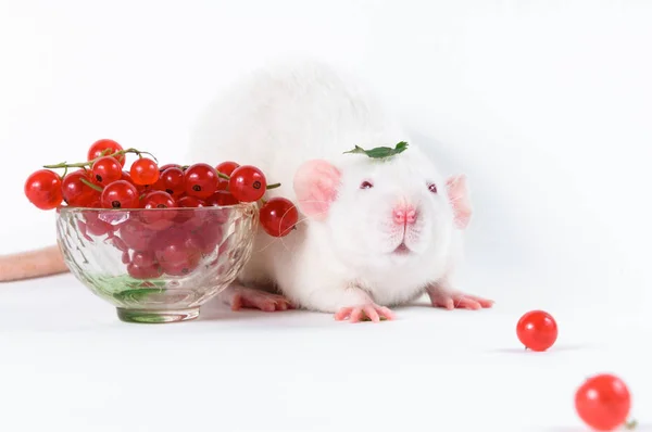 White lab rat with red berries on white background