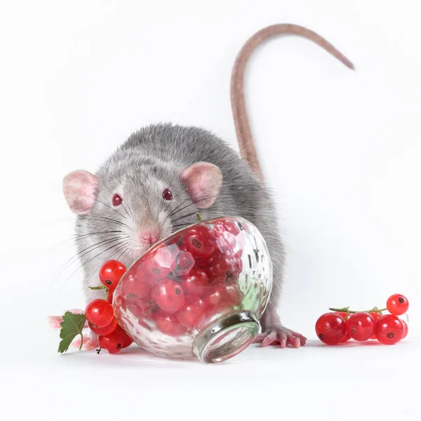 Красивая серая крыса с красными глазами ест красные ягоды — стоковое фото