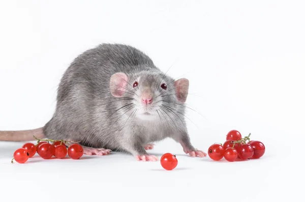 En vacker grå råtta med röda ögon äter röda bär — Stockfoto