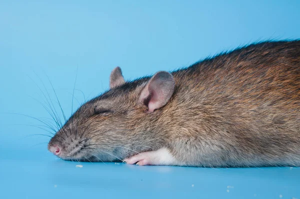 Rat celebrates birthday on a blue background — Stock Photo, Image