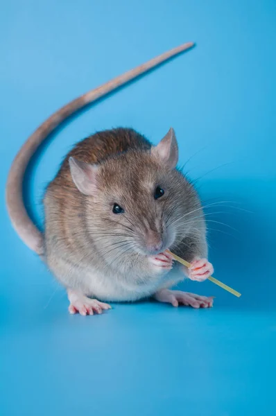 Rat celebrates birthday on a blue background — Stock Photo, Image