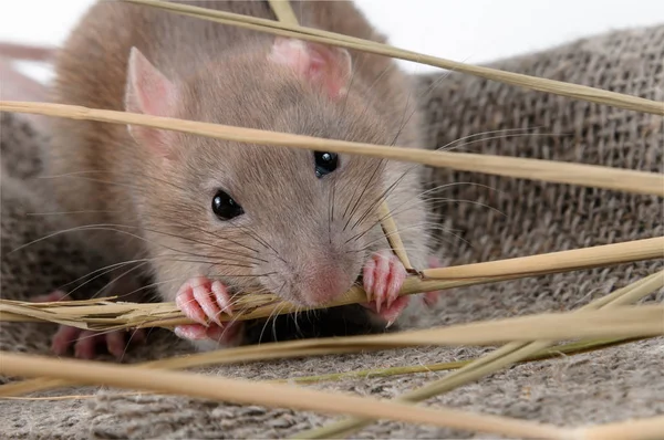 Cute rat walking in an old bag