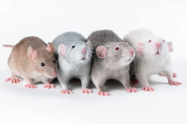 Sällskap av färgglada råttor sitter bredvid en vit bakgrund — Stockfoto