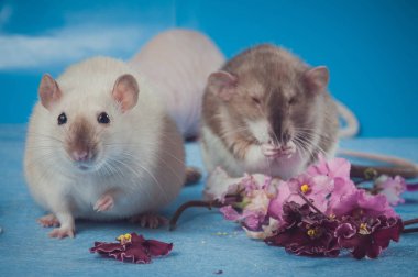 Çiçeklerin yanında mavi bir arka plan üzerinde iki sıçan