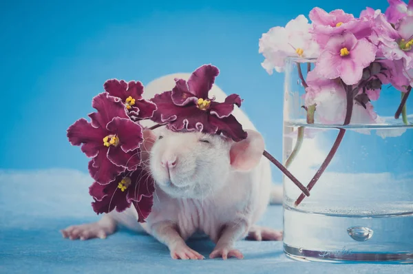Rat clair avec des fleurs violettes sur fond bleu — Photo
