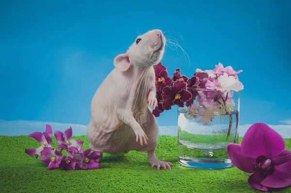 Lekki szczur z fioletowymi kwiatami na niebieskim tle — Zdjęcie stockowe