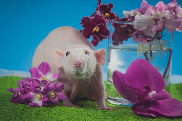Rat clair avec des fleurs violettes sur fond bleu — Photo