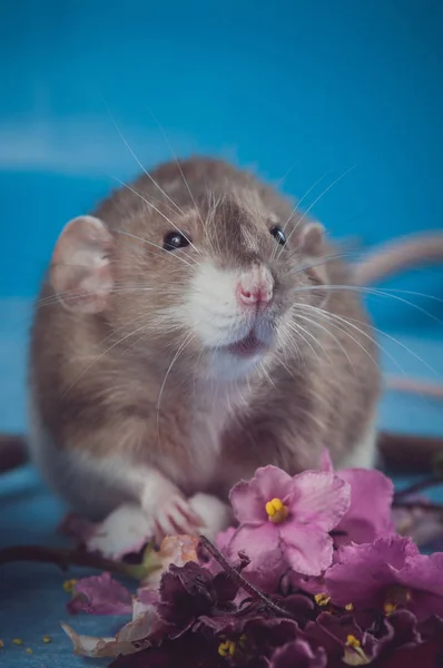 Brun råtta med färska blommor på blå bakgrund — Stockfoto