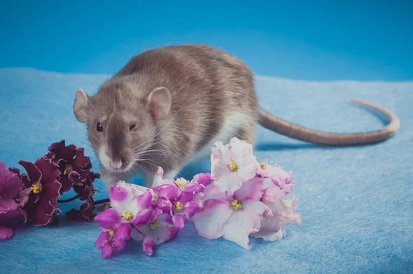 Brun råtta med färska blommor på blå bakgrund — Stockfoto