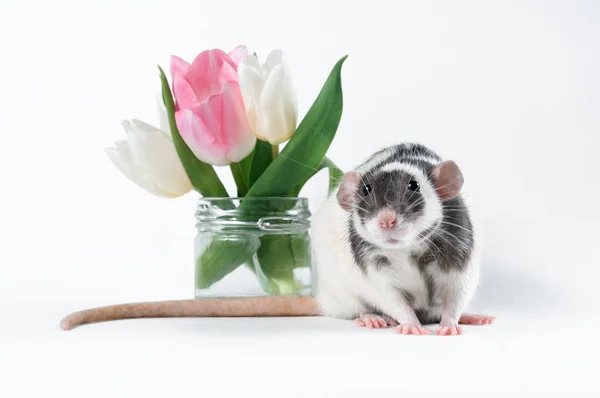 Rolig svart och vit råtta med färska blommor i en transparent vas — Stockfoto