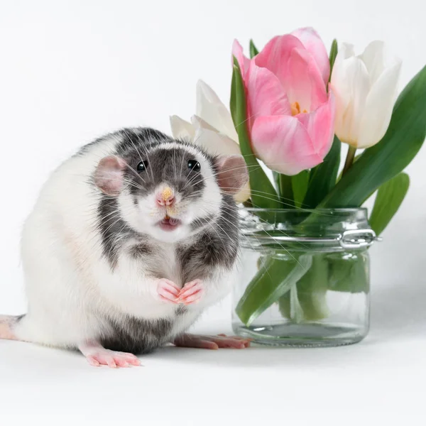 Drôle de rat noir et blanc avec des fleurs fraîches dans un vase transparent — Photo