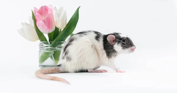 Śmieszne czarno-białe szczury ze świeżymi kwiatami w przezroczystym wazonie — Zdjęcie stockowe