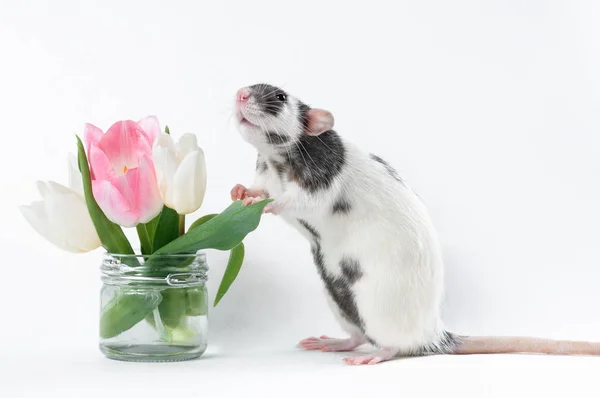 Смешная черно-белая крыса со свежими цветами в прозрачной вазе — стоковое фото