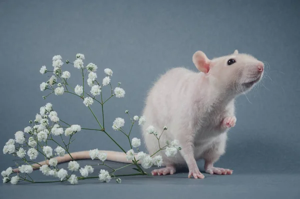 Молодая крыса с маленькими белыми цветами на сером фоне — стоковое фото