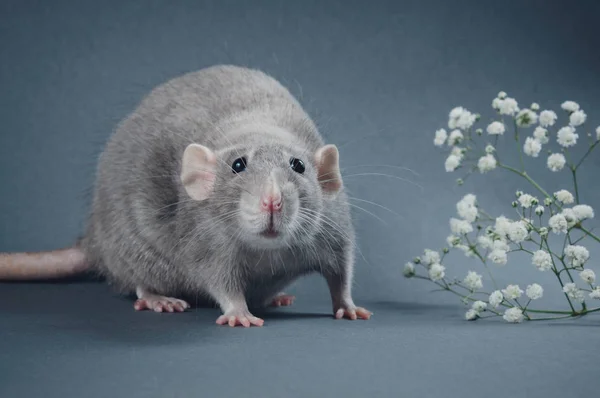 Épais mignon rat couleur bleue avec des oreilles rondes sur un fond gris près de fleurs blanches — Photo