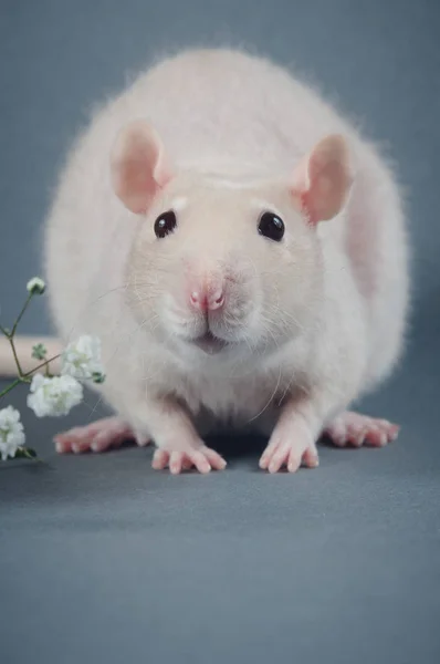 Jeune rat duveteux avec de petites fleurs blanches sur un fond gris — Photo
