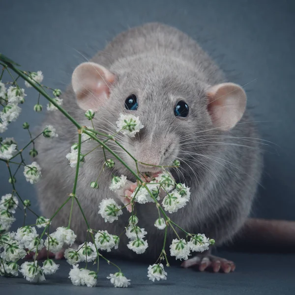 Tjock söt råtta blå färg med runda öron på en grå bakgrund nära vita blommor — Stockfoto