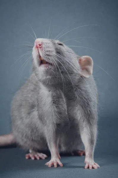 Graciös råtta poserar på en grå bakgrund — Stockfoto