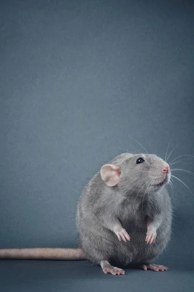 Graceful rat posing on a gray background — Stock Photo, Image