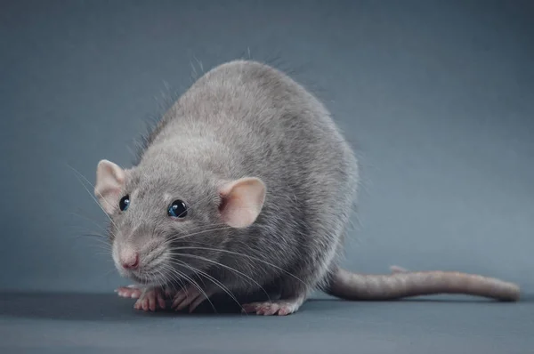 Graceful rat posing on a gray background — Stock Photo, Image