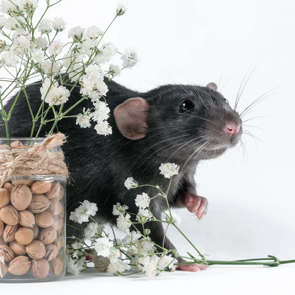 Rat svart färg med blommor zigenare på en vit bakgrund — Stockfoto