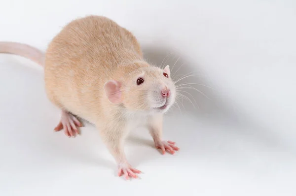 Warm rat red color on a white background — Stock Photo, Image