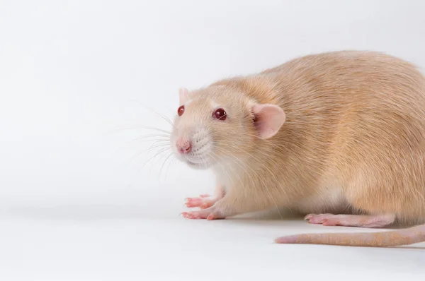 Varm råtta röd färg på en vit bakgrund — Stockfoto