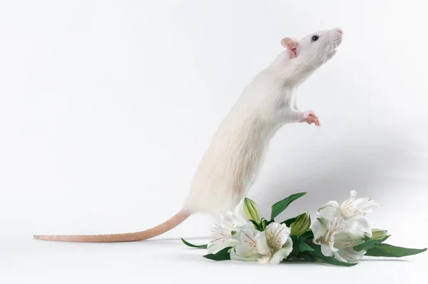 White rat stands on a bouquet of fresh flowers — Stock Photo, Image