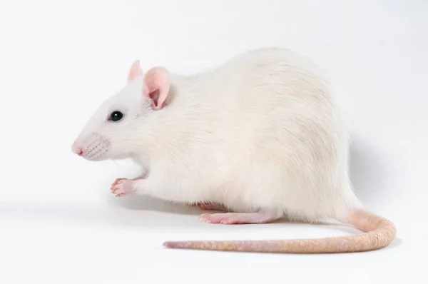 Un rat décoratif blanc se tient de profil sur un fond blanc — Photo