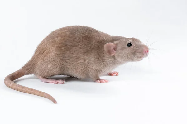 Rädd brun råtta på vit bakgrund — Stockfoto