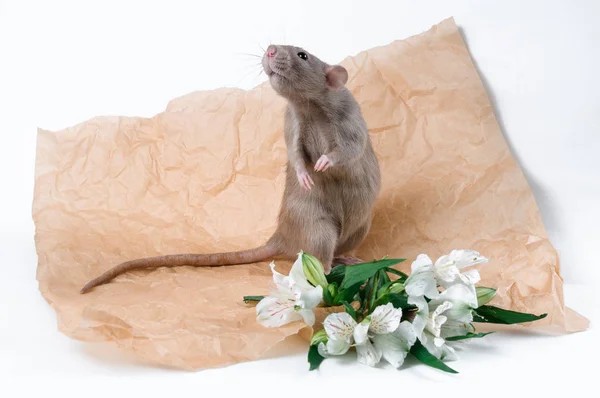 Un rat brun se tient sur ses pattes postérieures sur un morceau de papier kraft avec un bouquet — Photo