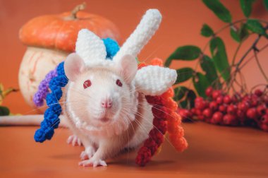 Süslü elbiseli komik sıçan ve turuncu arka planda kafasında örgü bir şapka.