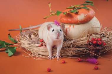 Süslü siyam faresi kırmızı şapkalı büyük bir mantarın yanında duruyor.