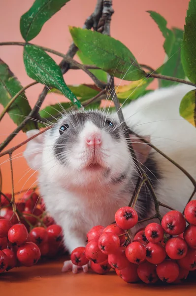 Rat drôle avec un masque sur son visage mangeant des baies de Rowan rouges sur un fond orange — Photo