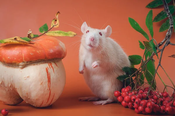 Fragile fair-haired rat standing next to a huge orange mushroom and red berries on a red background. — Stock Photo, Image