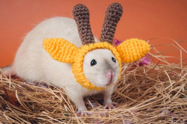 穿着华丽衣服头戴针织帽子头戴橙色背景的小老鼠 — 图库照片