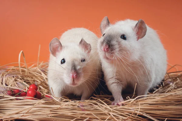 Två vänliga siamesiska råttor sitta i ett bo av halm på en orange bakgrund. — Stockfoto